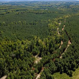Photo #21 of Buckhorn, Sanford, NC 206.5 acres