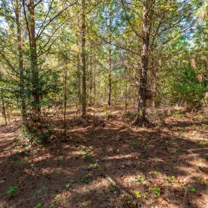 Photo #33 of Buckhorn, Sanford, NC 206.5 acres