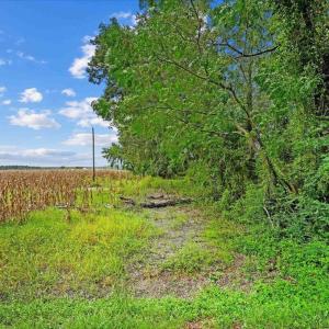 Photo #10 of Holt, Princeton, NC 12.1 acres
