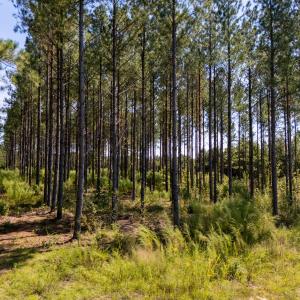 Photo #11 of Mcleod, Broadway, NC 148.3 acres