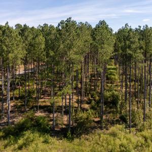 Photo #8 of Mcleod, Broadway, NC 148.3 acres
