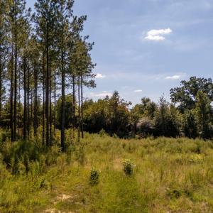 Photo #12 of Mcleod, Broadway, NC 148.3 acres
