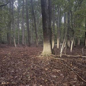 Photo #1 of Dark Oaks, Pittsboro, NC 0.9 acres