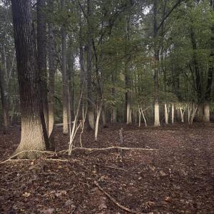 Photo #5 of Dark Oaks, Pittsboro, NC 0.9 acres
