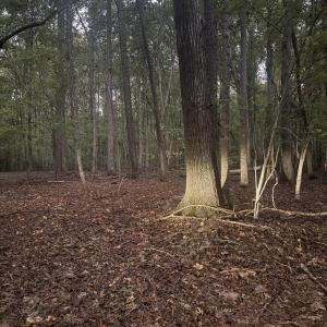Photo #6 of Dark Oaks, Pittsboro, NC 0.9 acres