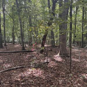 Photo #3 of Dark Oaks, Pittsboro, NC 0.9 acres