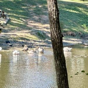 Photo #17 of 3 Harmony Church, Efland, NC 10.0 acres