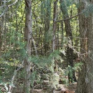 Photo #15 of 3 Harmony Church, Efland, NC 10.0 acres