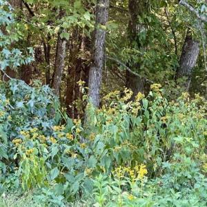 Photo #6 of 3 Harmony Church, Efland, NC 10.0 acres