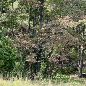 Photo #7 of 3 Harmony Church, Efland, NC 10.0 acres