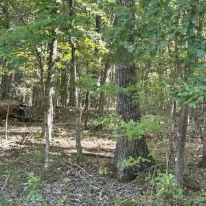 Photo #14 of 3 Harmony Church, Efland, NC 10.0 acres