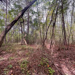 Photo #26 of Mcdougald, Lillington, NC 10.5 acres