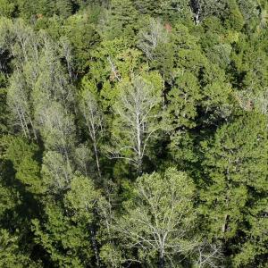 Photo #9 of Tbd Fontaine, Roxboro, NC 94.8 acres