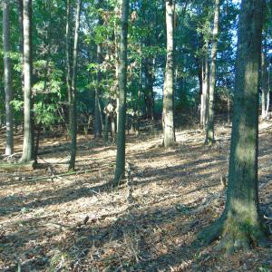 Photo #10 of County Home Road Lot 3, Blanch, NC 1.1 acres