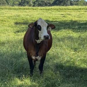 Photo #12 of 2475 Coleridge, Siler City, NC 140.0 acres