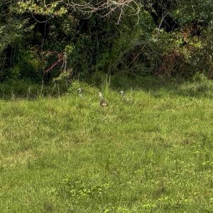 Photo #8 of 2475 Coleridge, Siler City, NC 140.0 acres