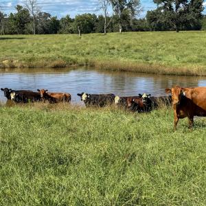 Photo #13 of 2475 Coleridge, Siler City, NC 140.0 acres