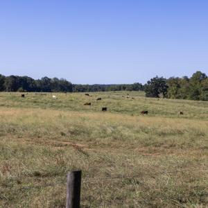 Photo #23 of 2475 Coleridge, Siler City, NC 140.0 acres