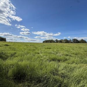 Photo #6 of 2475 Coleridge, Siler City, NC 140.0 acres