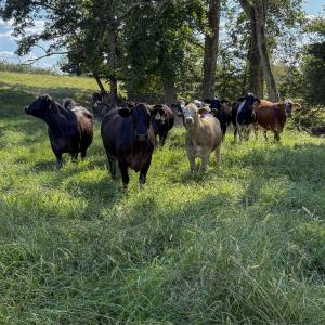 Photo #11 of 2475 Coleridge, Siler City, NC 140.0 acres