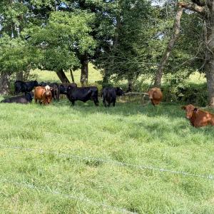 Photo #5 of 2475 Coleridge, Siler City, NC 140.0 acres