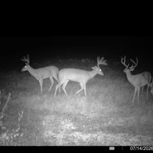 Photo #3 of Crantock, Smithfield, NC 157.8 acres
