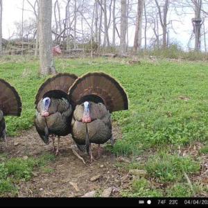 Photo #4 of Crantock, Smithfield, NC 157.8 acres
