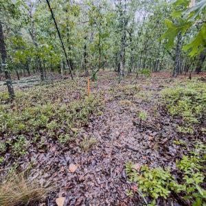 Photo #12 of 599 Mcduffie, Cameron, NC 1.5 acres