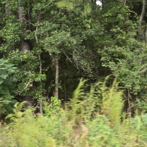 Photo #3 of 734 Cotton, Fuquay Varina, NC 14.0 acres