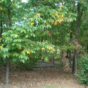 Photo #6 of 809 Brandon, Durham, NC 0.5 acres