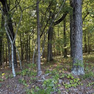 wooded area