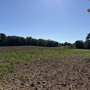 land view