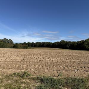 land view