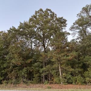 Mature hardwoods and pines canopy