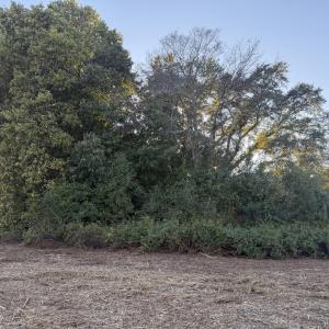 land view