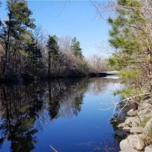 Dismal Swamp Canal View looking North