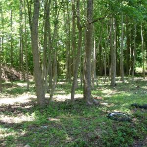 Photo #4 of 1809 Battlefield Boulevard, Chesapeake, Virginia 5.1 acres