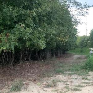 Photo #21 of 122 Ac Benn's Grant (off of) Boulevard, Smithfield, Virginia 122.6 acres