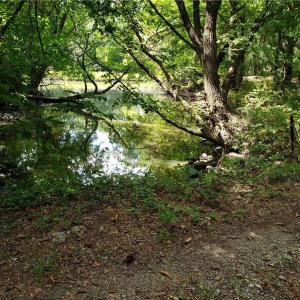 Photo #4 of 206 Bob White Street, Portsmouth, Virginia 4.8 acres