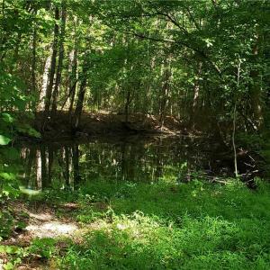Photo #9 of 206 Bob White Street, Portsmouth, Virginia 4.8 acres
