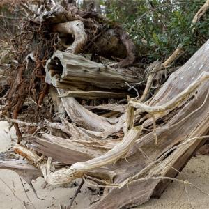 picturesque driftwood along shore