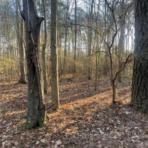 Photo #9 of SOLD property in 244Ac Buzzard Point Road, Mathews, Virginia 244.0 acres