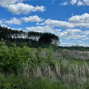 Photo #20 of 81+ AC Indian Trail, Suffolk, Virginia 81.7 acres