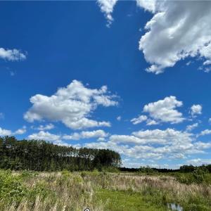 Photo #5 of 81+ AC Indian Trail, Suffolk, Virginia 81.7 acres