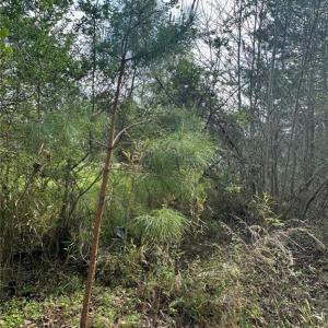 Photo #4 of .18AC Clifton Street, Suffolk, Virginia