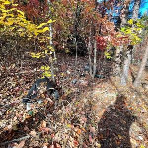 Photo #7 of 1928 Frye, Westfield, NC 77.0 acres