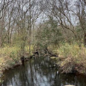 Photo #4 of 184AC Gates Road, Suffolk, Virginia 184.0 acres