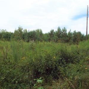72 Acres Wooded Land