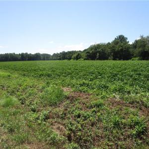 Photo #5 of 11356 OLD SUFFOLK Road, Windsor, Virginia 29.9 acres