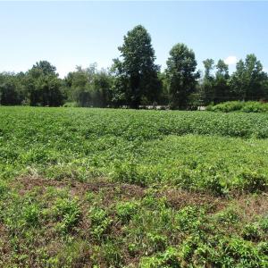 Photo #6 of 11356 OLD SUFFOLK Road, Windsor, Virginia 29.9 acres